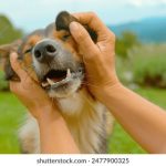 青桔网进不去了:解决无法访问青桔网的常见问题与方法 h6qy7l6vh